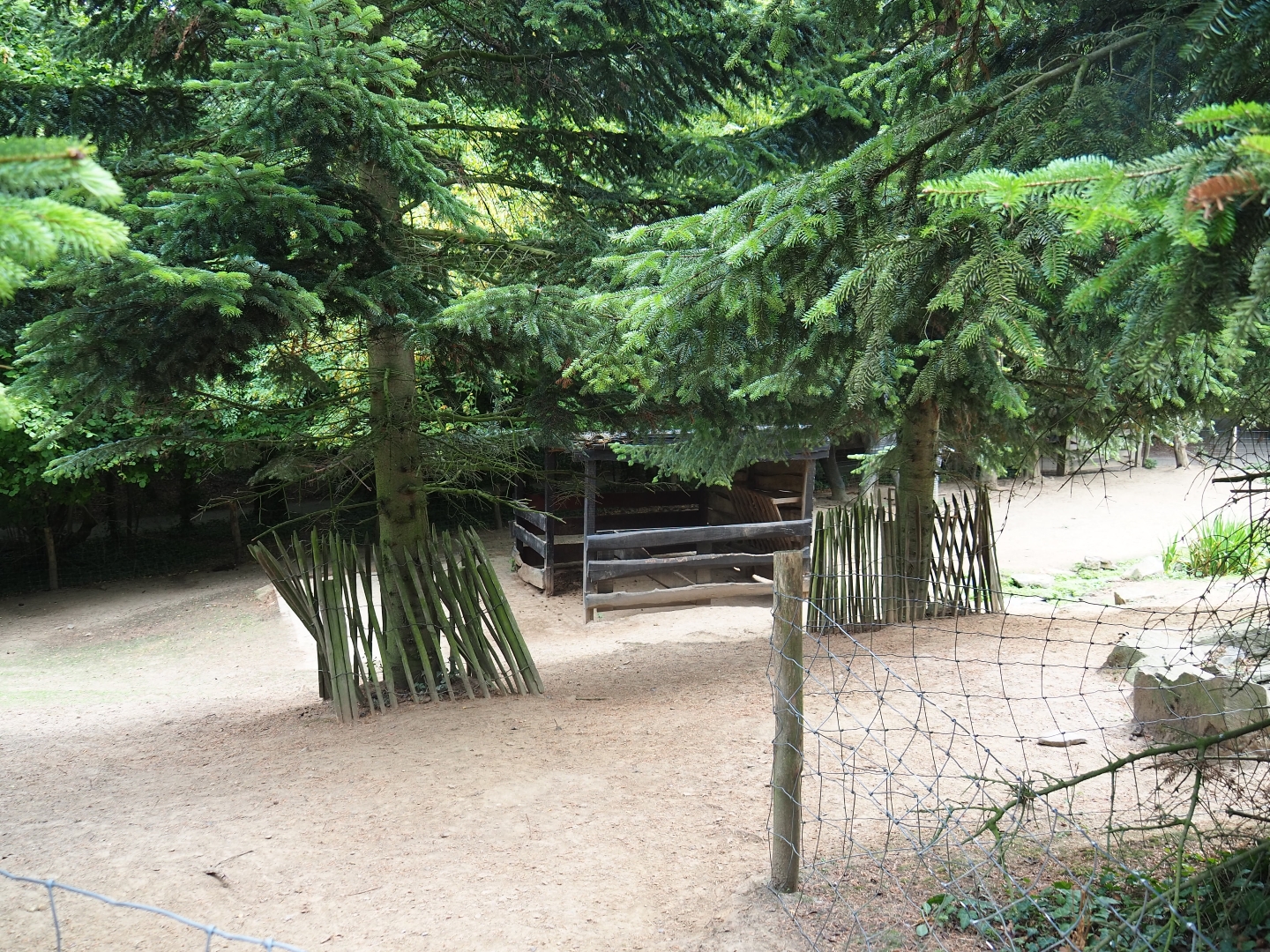 Miniature donkey - Pony paddock (Aug 28th, 2018)