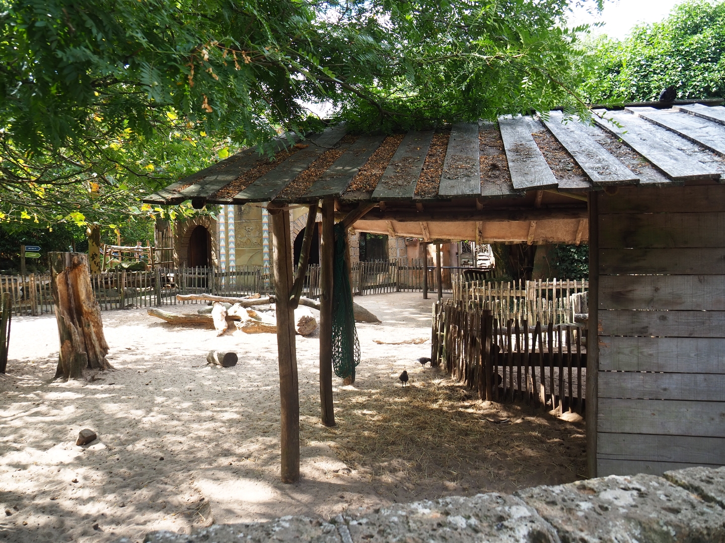 Miniature donkey/Somali sheep paddock