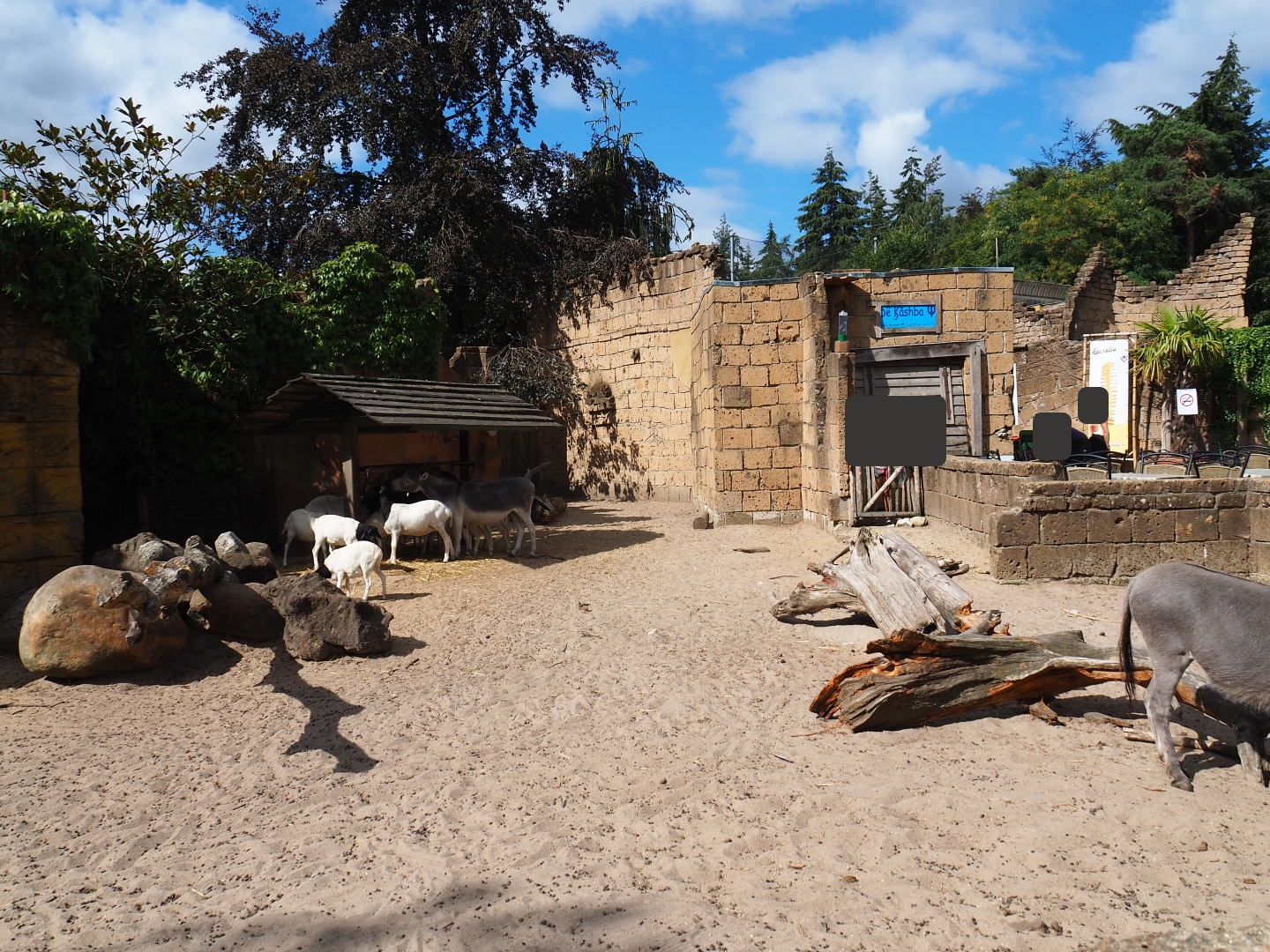 Miniature donkey/Somali sheep paddock
