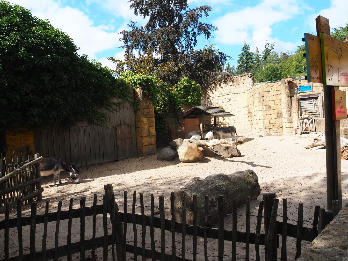 Miniature donkey/Somali sheep paddock