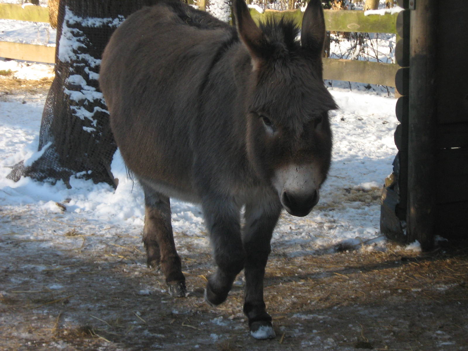 Miniature Donkey