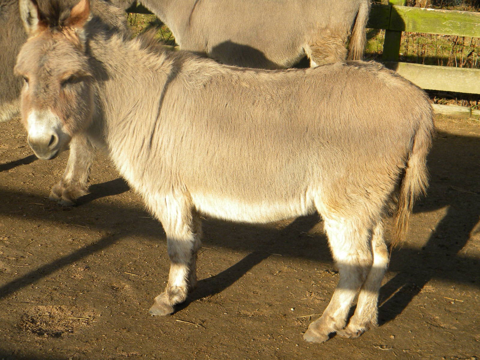 Miniature Donkey.