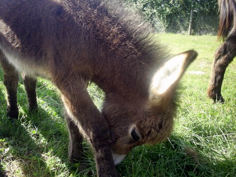 miniature donkey