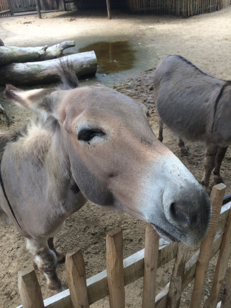 Miniature donkey