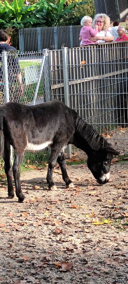 Miniature Donkey