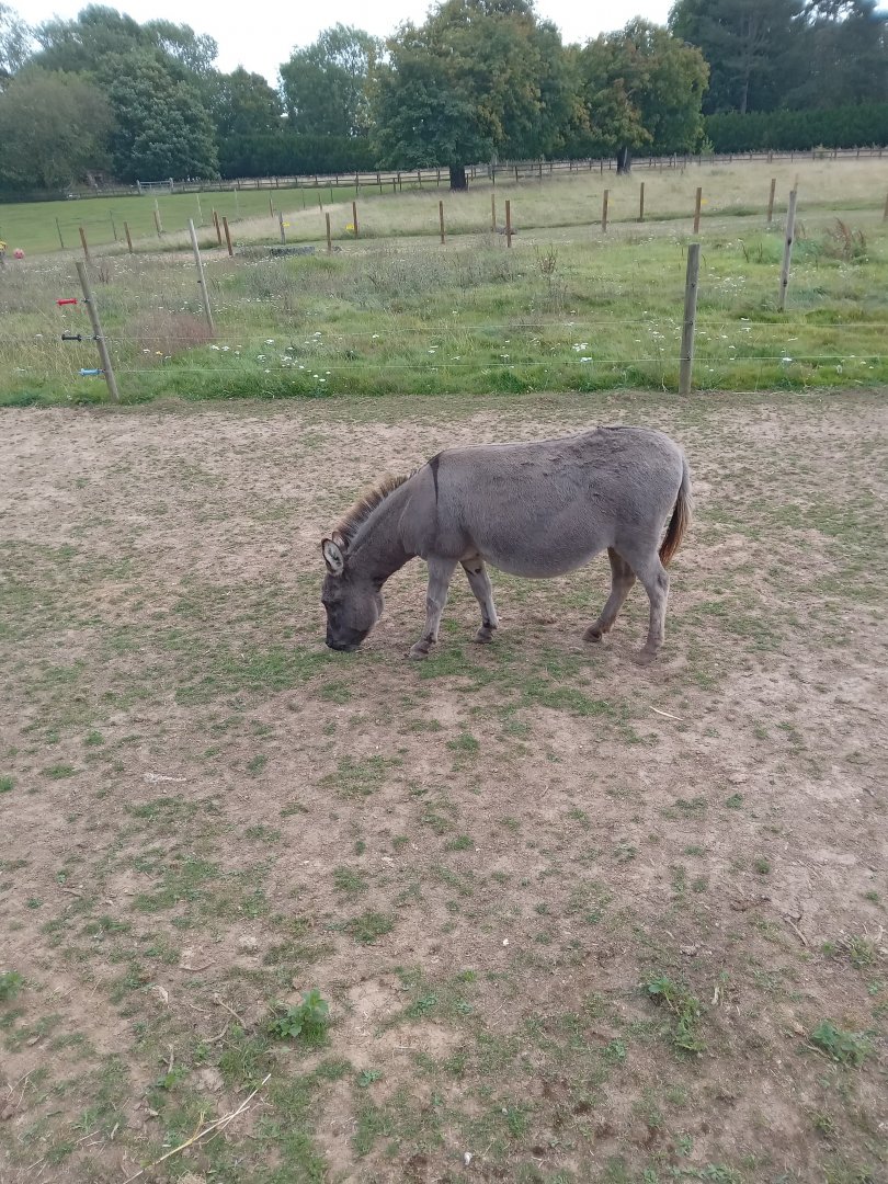 Miniature Donkey