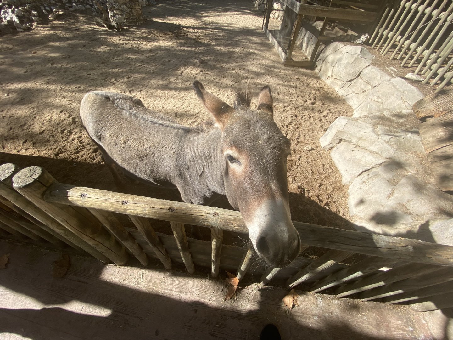 Miniature donkey