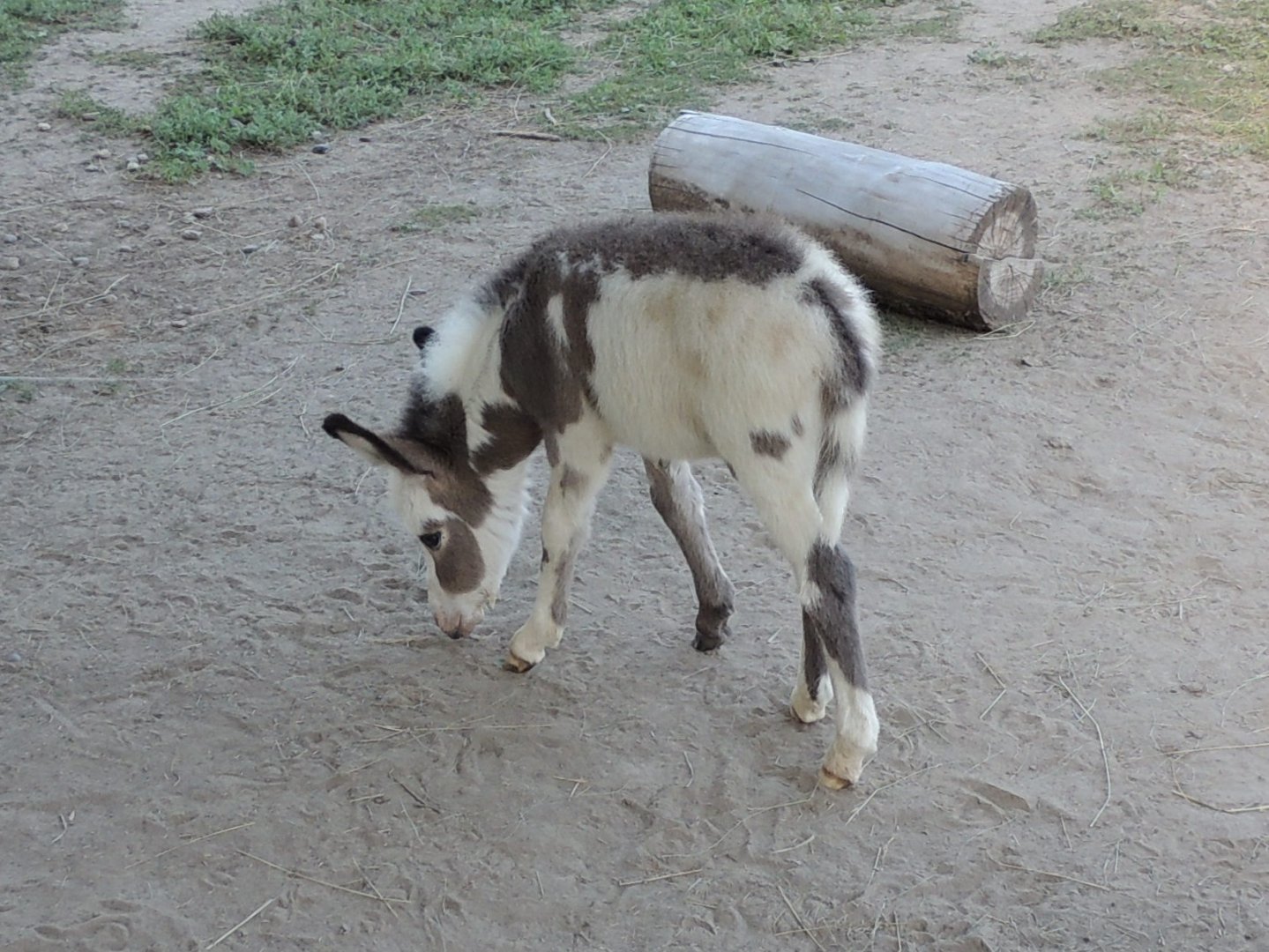 miniature donkey