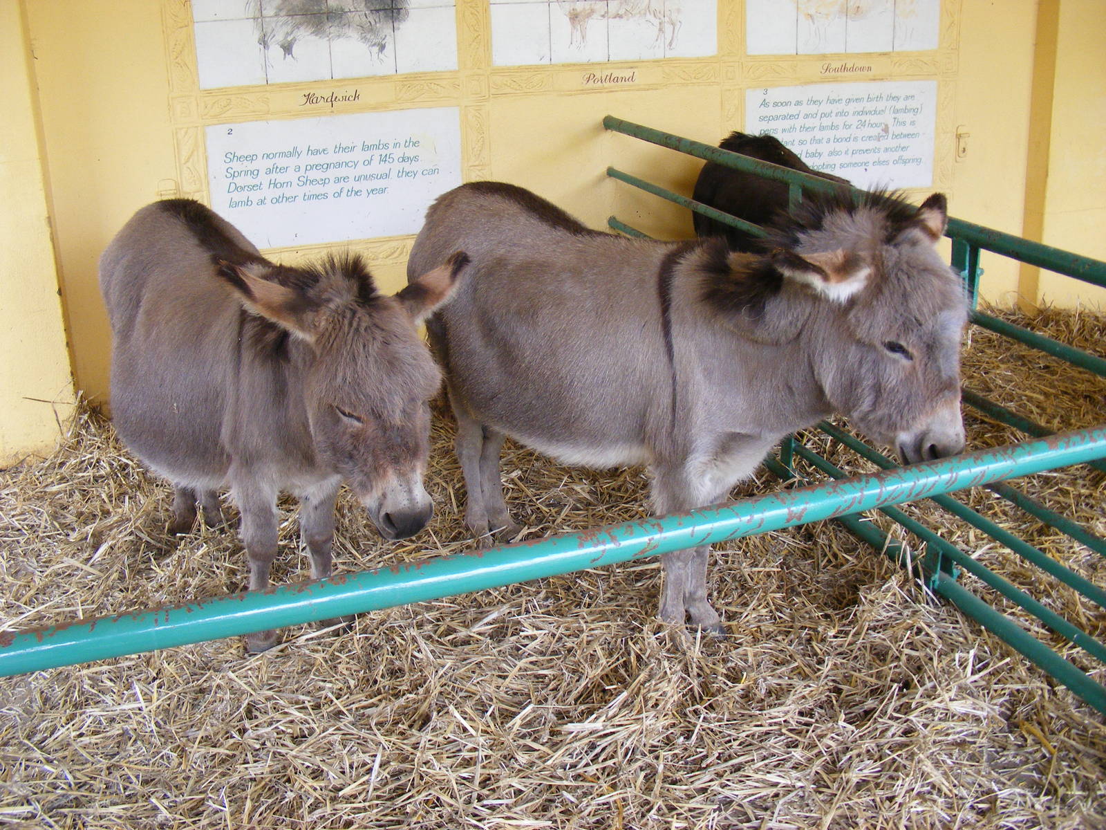 Miniature donkeys at Drusillas Park, 23 May 2009
