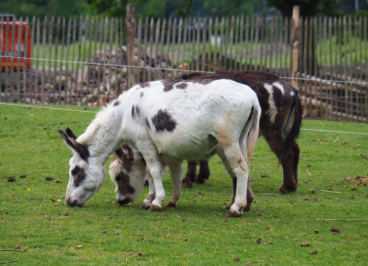 Miniature donkeys (Equus africanus asinus), 2019-05-25