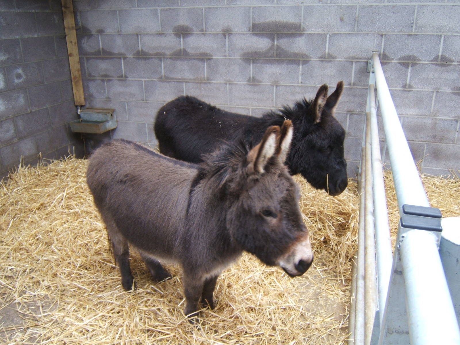 Miniature Donkeys