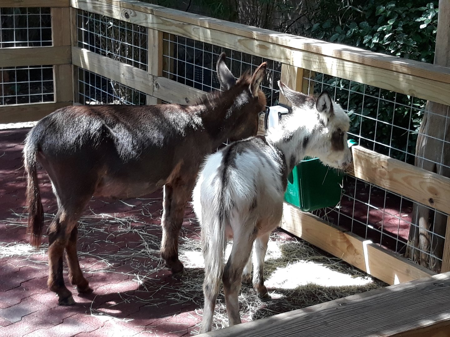 Miniature donkeys