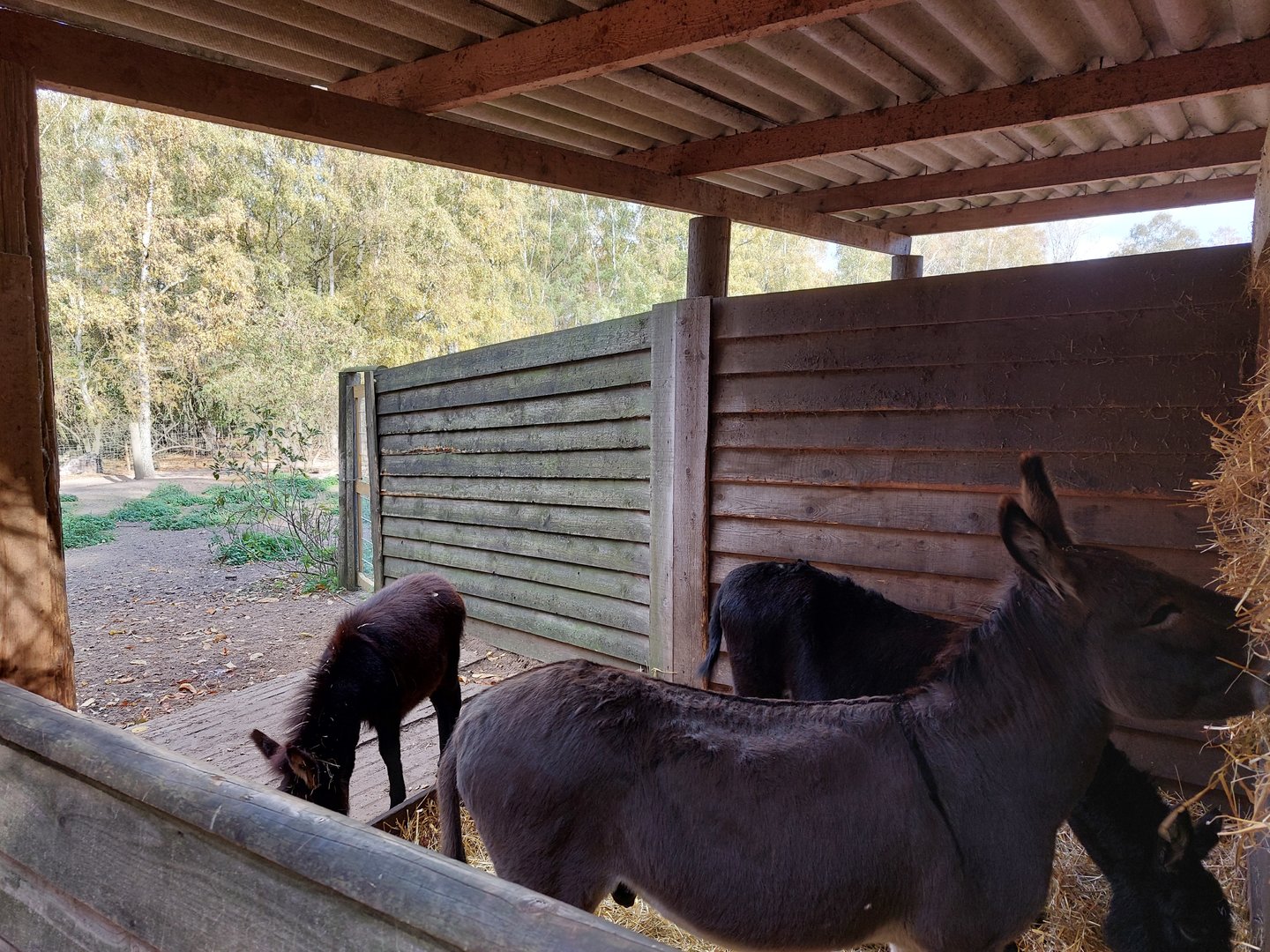 Miniature donkeys