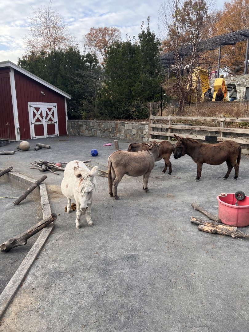 Miniature donkeys