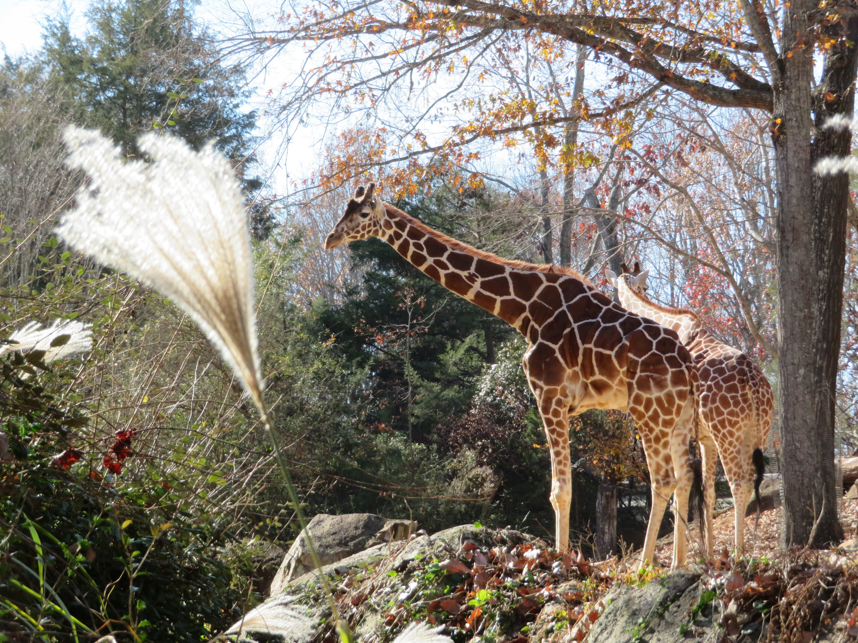 Miniature Giraffes or Giant Grass Stem?