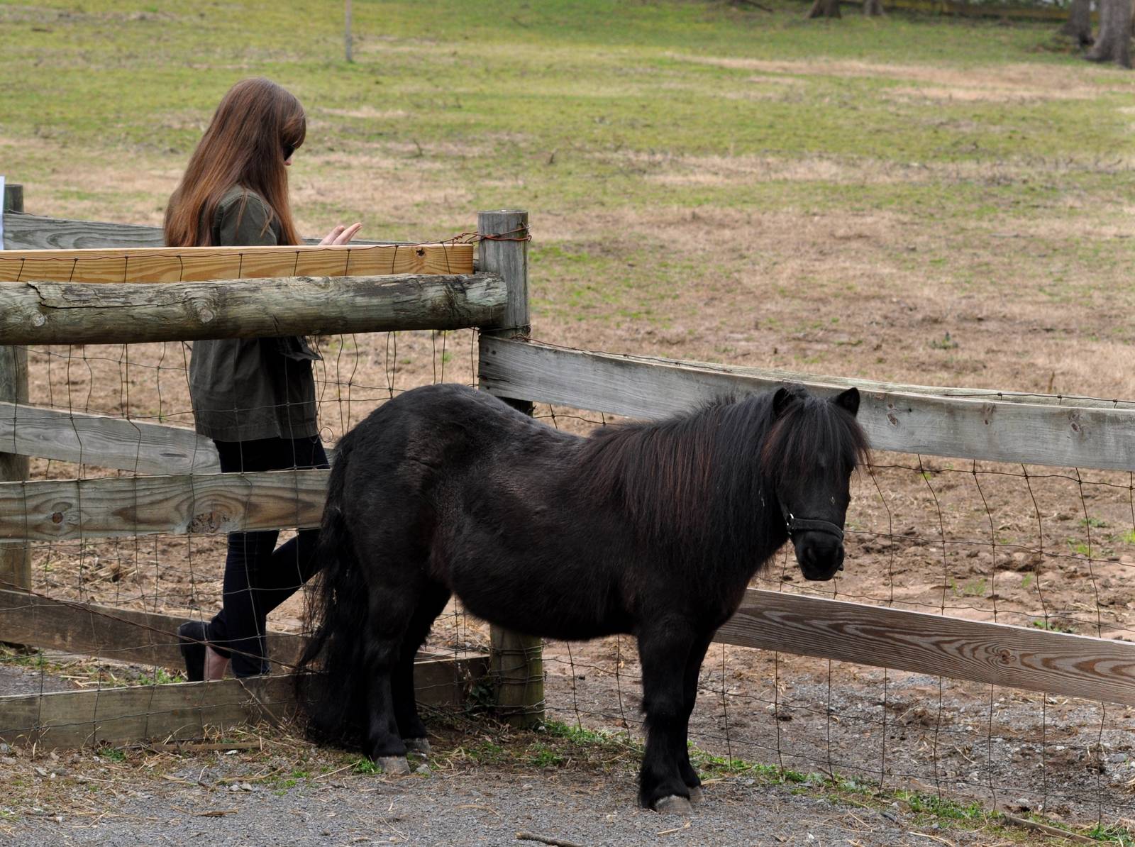 Miniature Horse and Guest