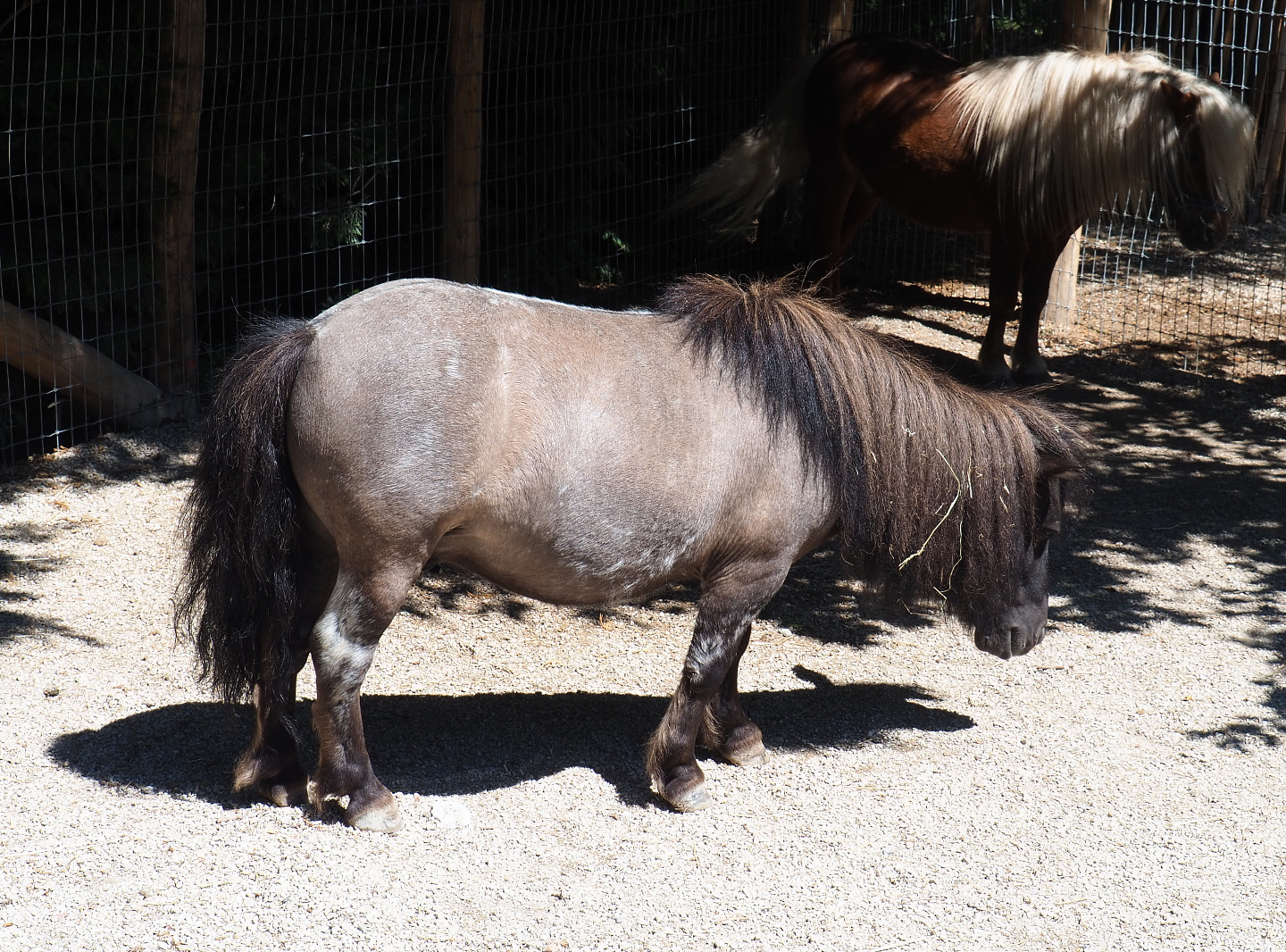 Miniature horse (Equus ferus caballus), 2022-06-28