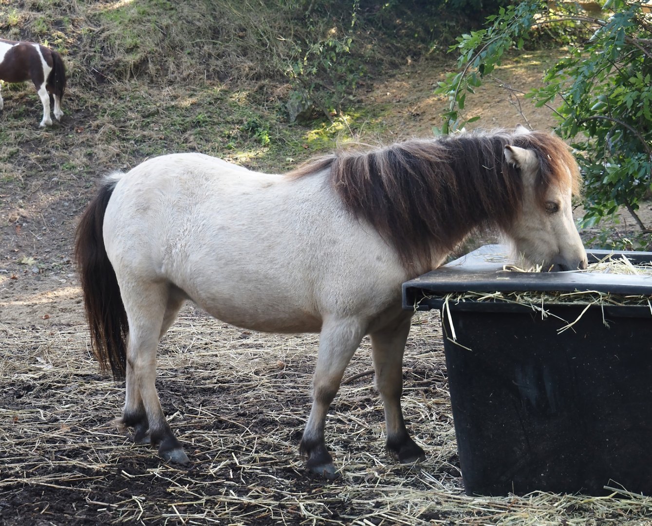 Miniature horse (Equus ferus caballus), 2024-09-17