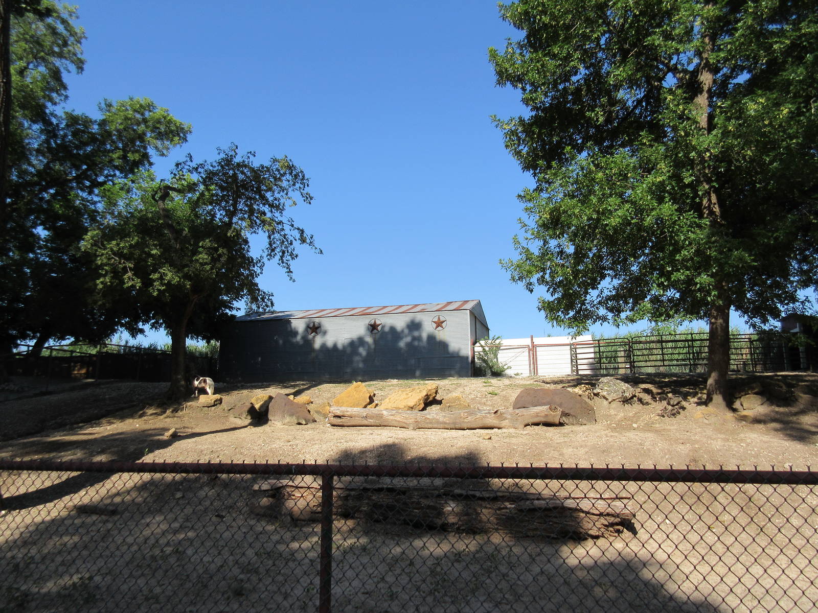 Miniature Horse Exhibit