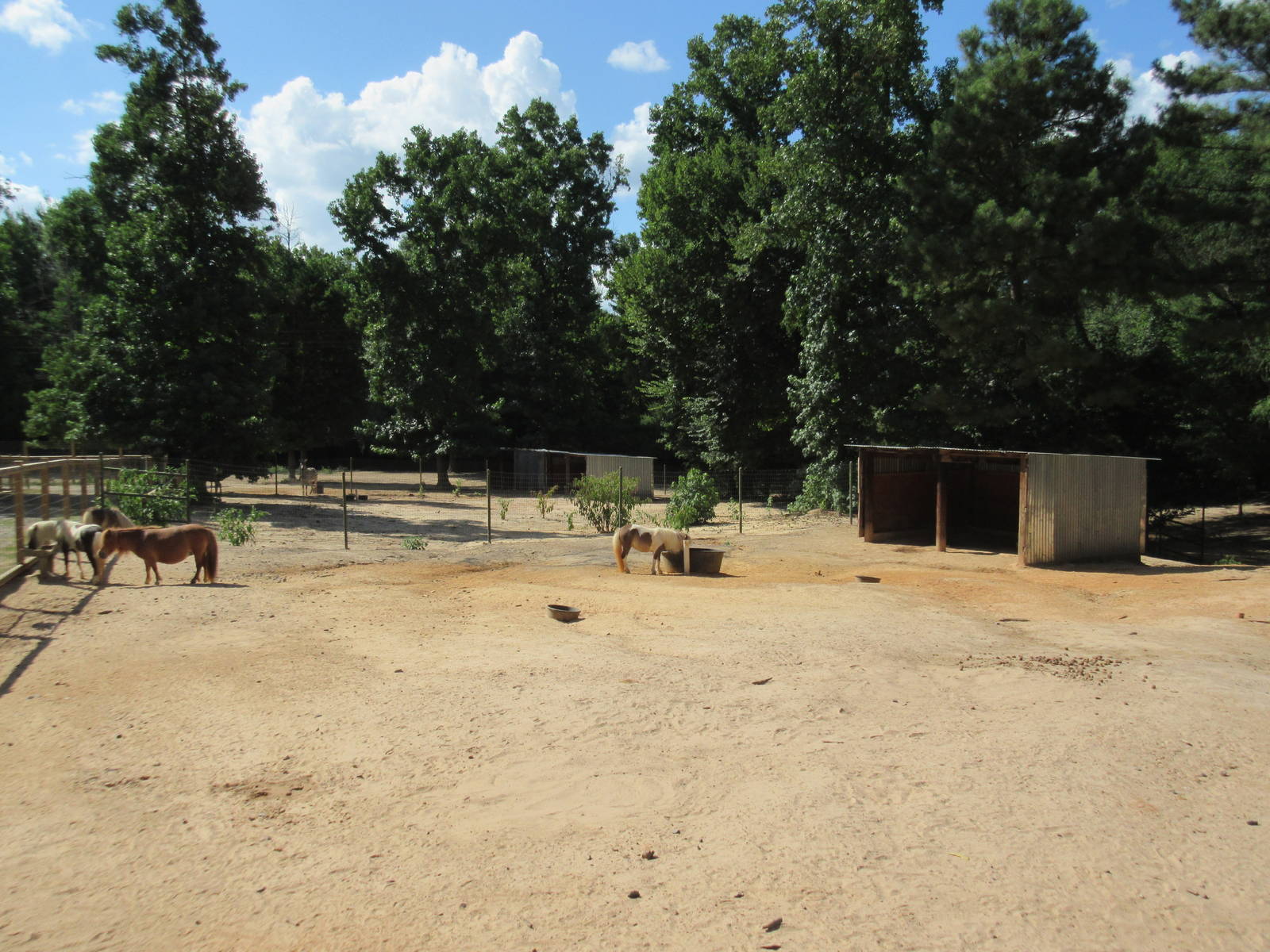Miniature Horse Exhibit
