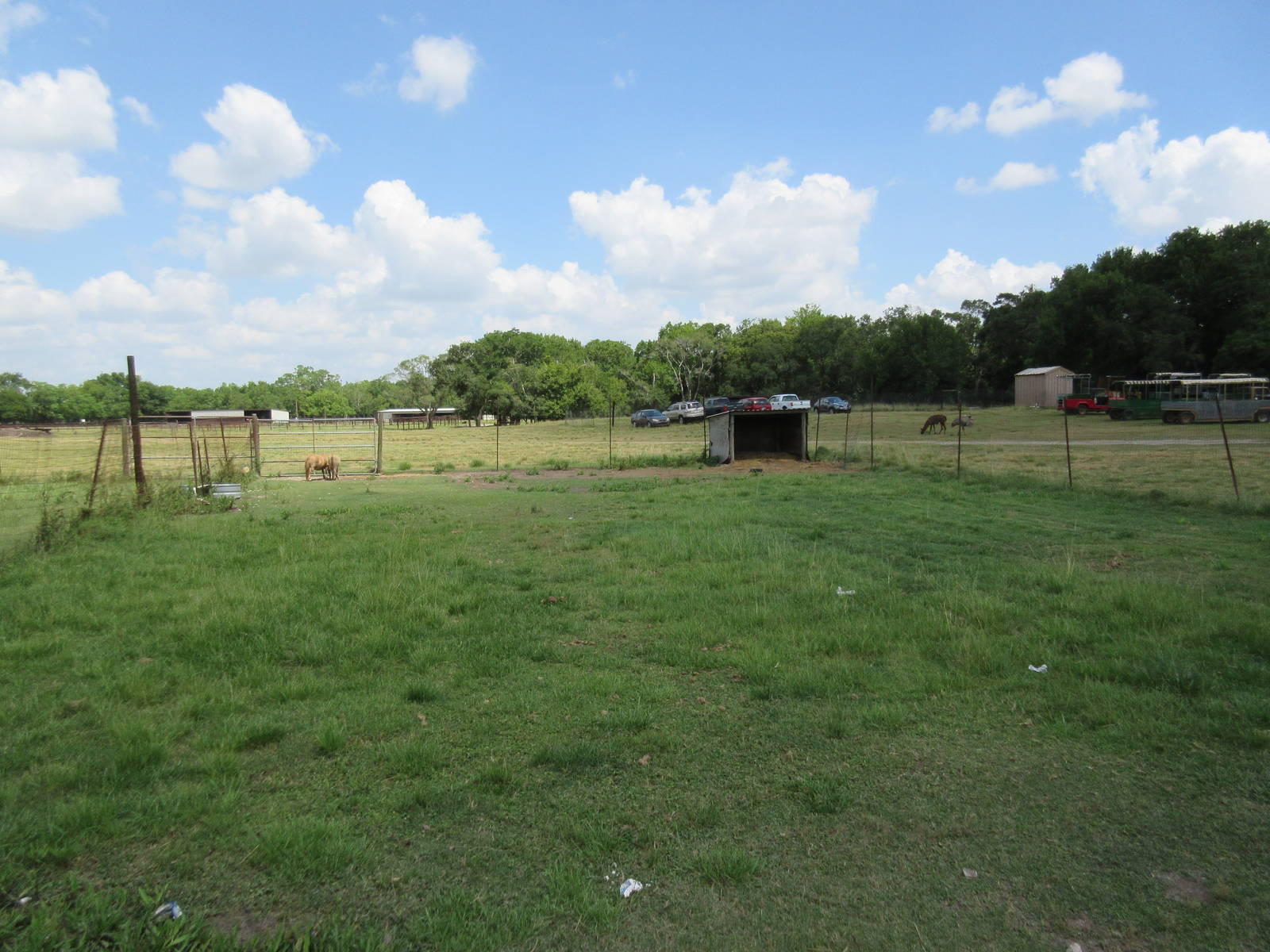 Miniature Horse Exhibit