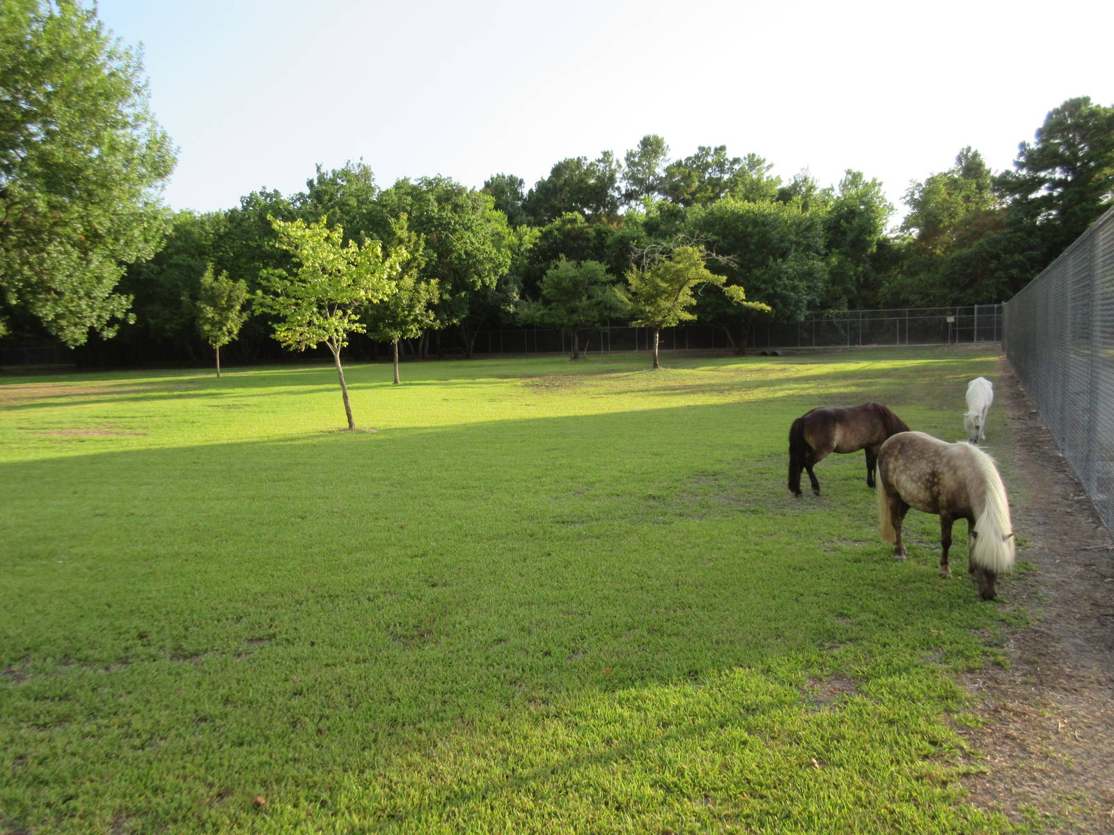 Miniature Horse Exhibit
