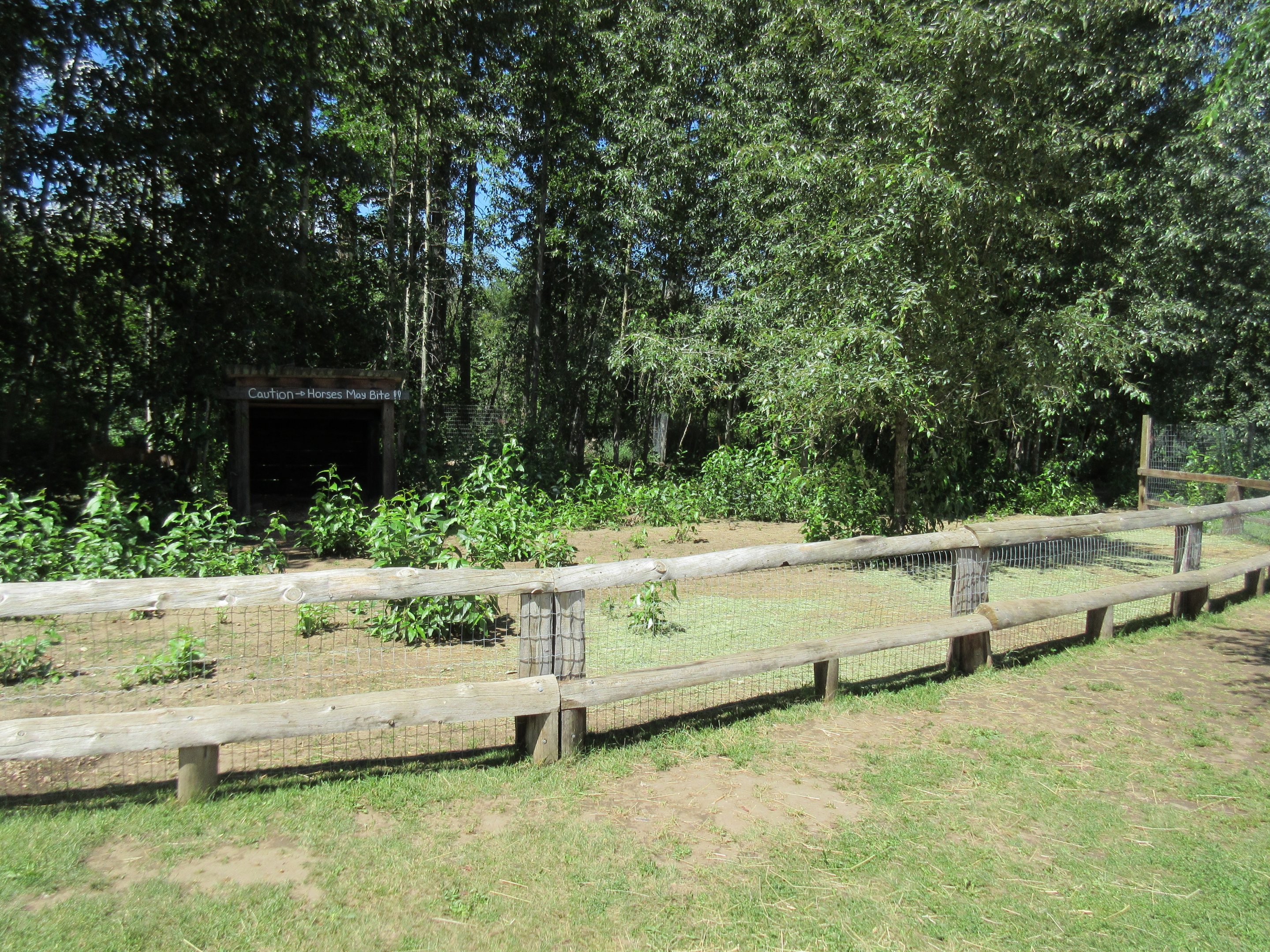 Miniature Horse Exhibit