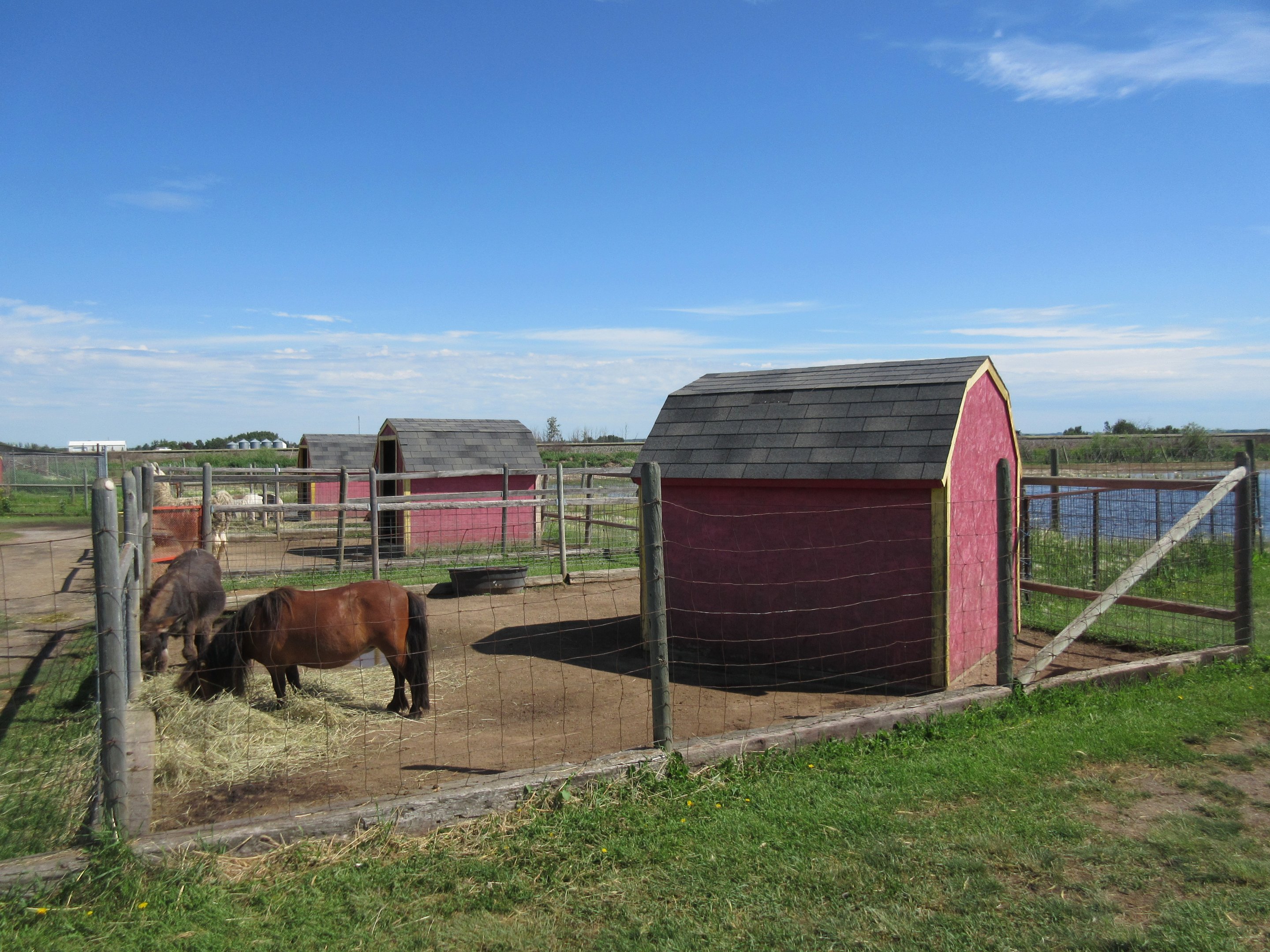 Miniature Horse Exhibit