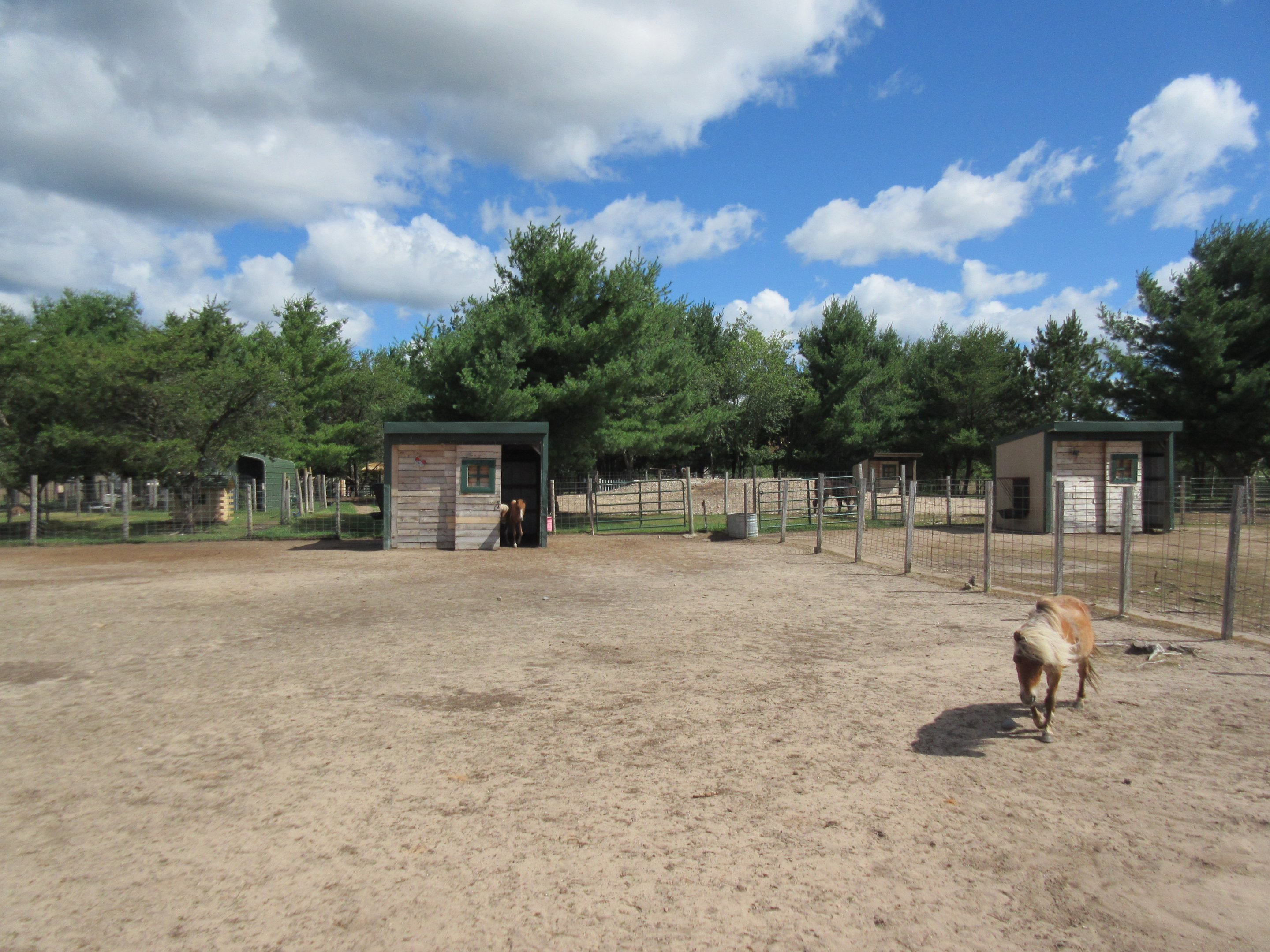 Miniature Horse Exhibit