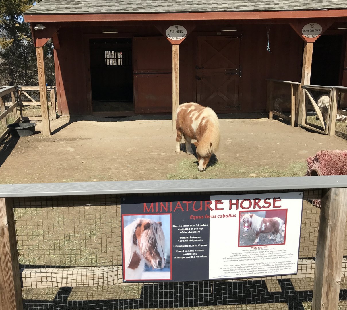 Miniature Horse Exhibit