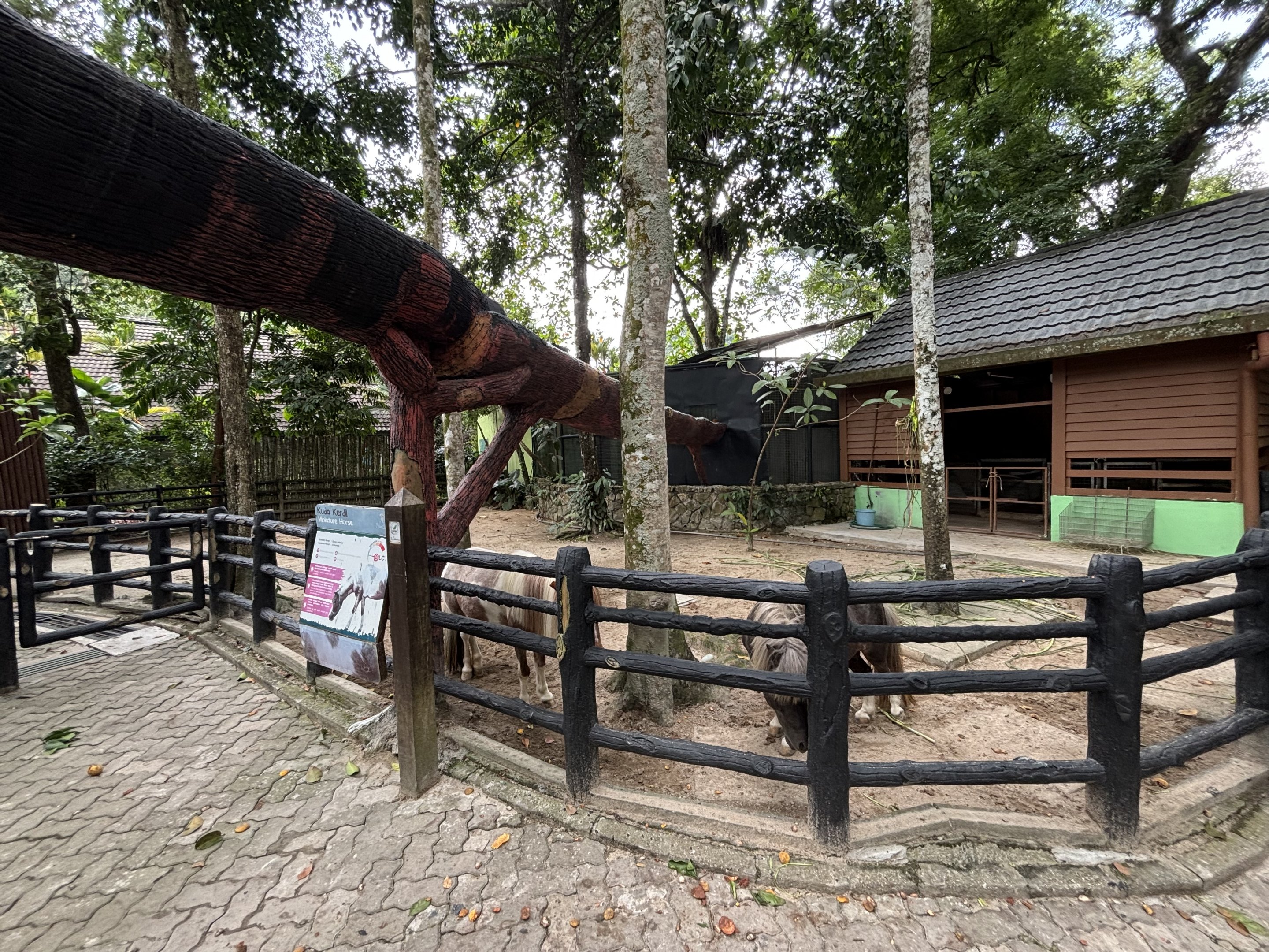 Miniature Horse Exhibit
