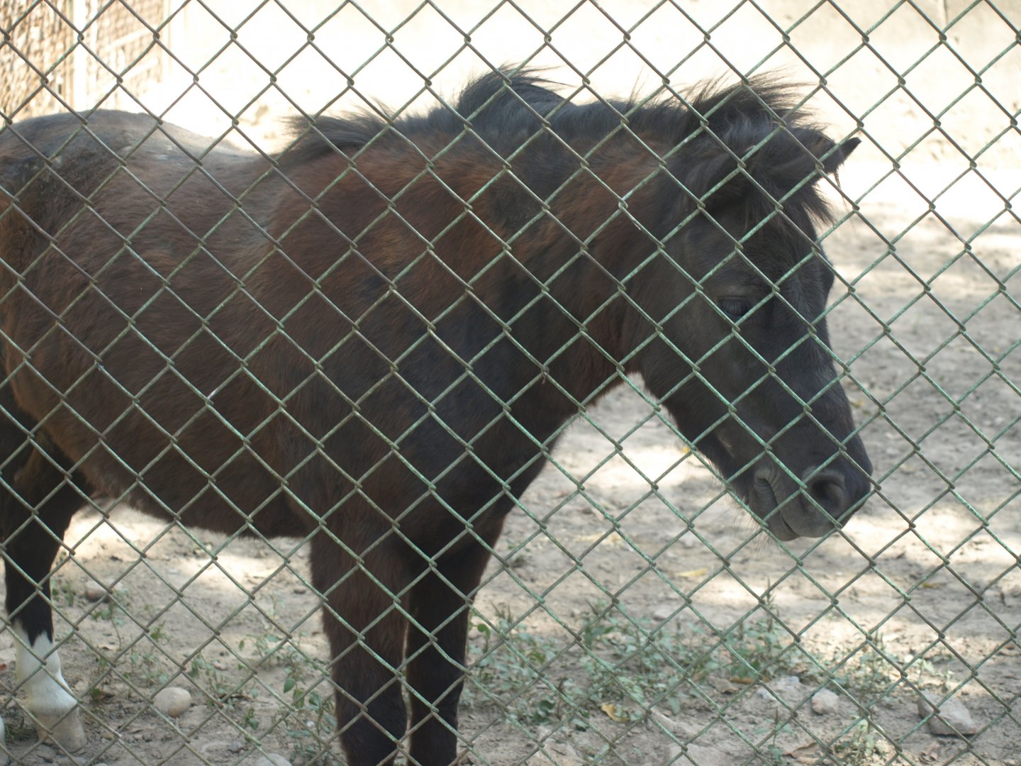 Miniature horse - Lahore zoo 8/4/2017