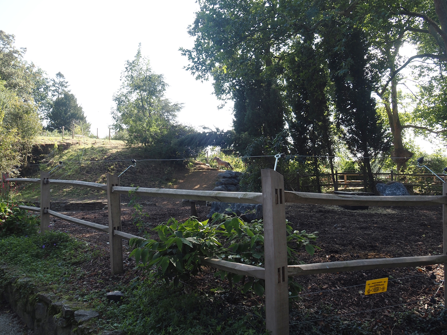 Miniature horse paddock near old abbey tower, 2024-09-17