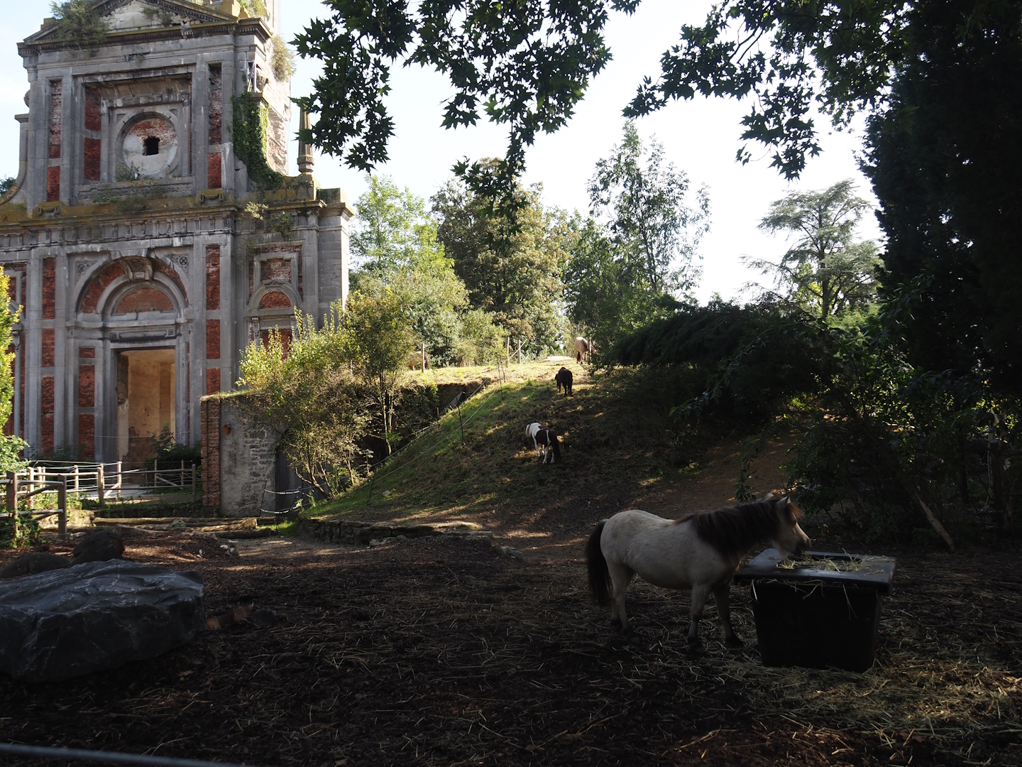 Miniature horse paddock near old abbey tower, 2024-09-17