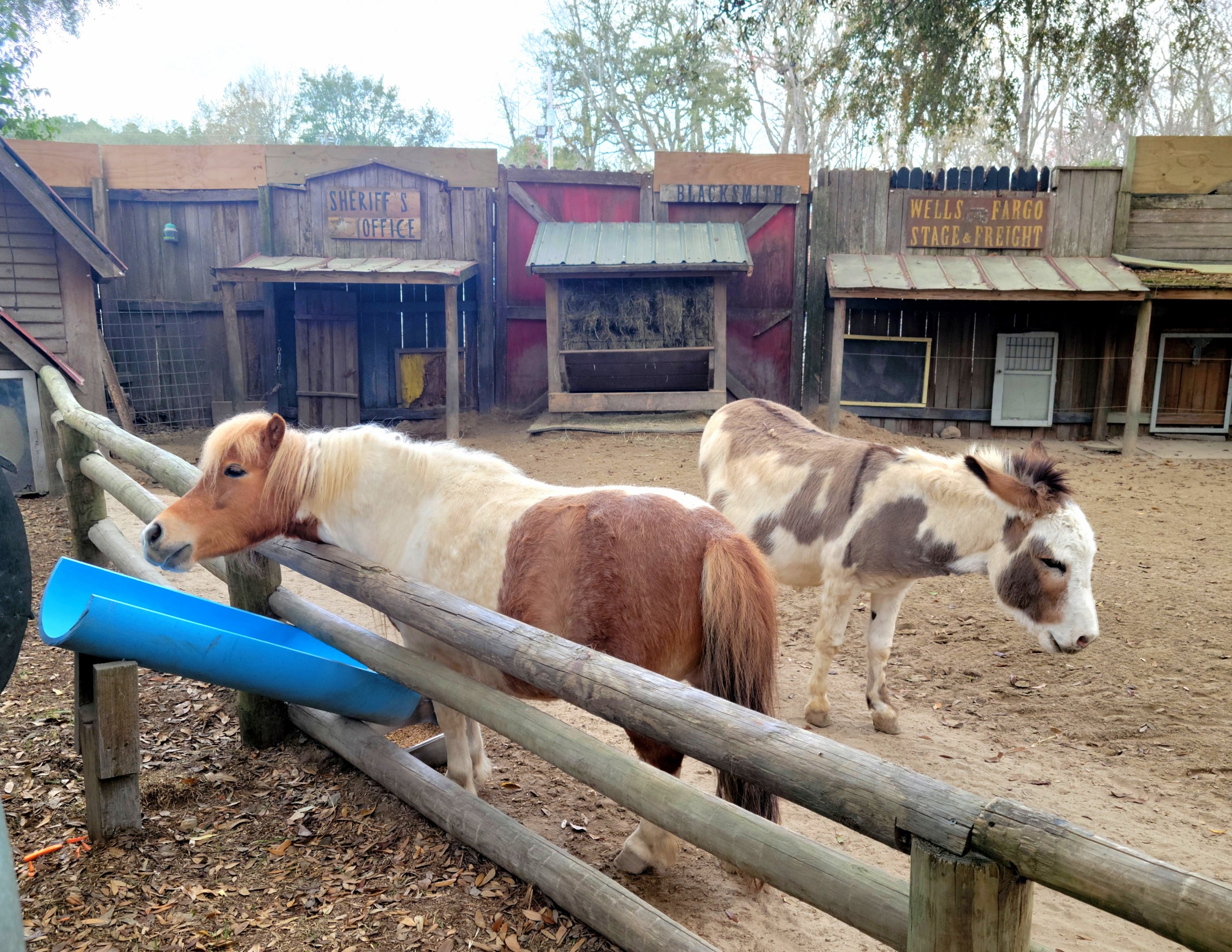 Miniature Horse & Sicilian Donkey - Bee City Zoo - March 2025