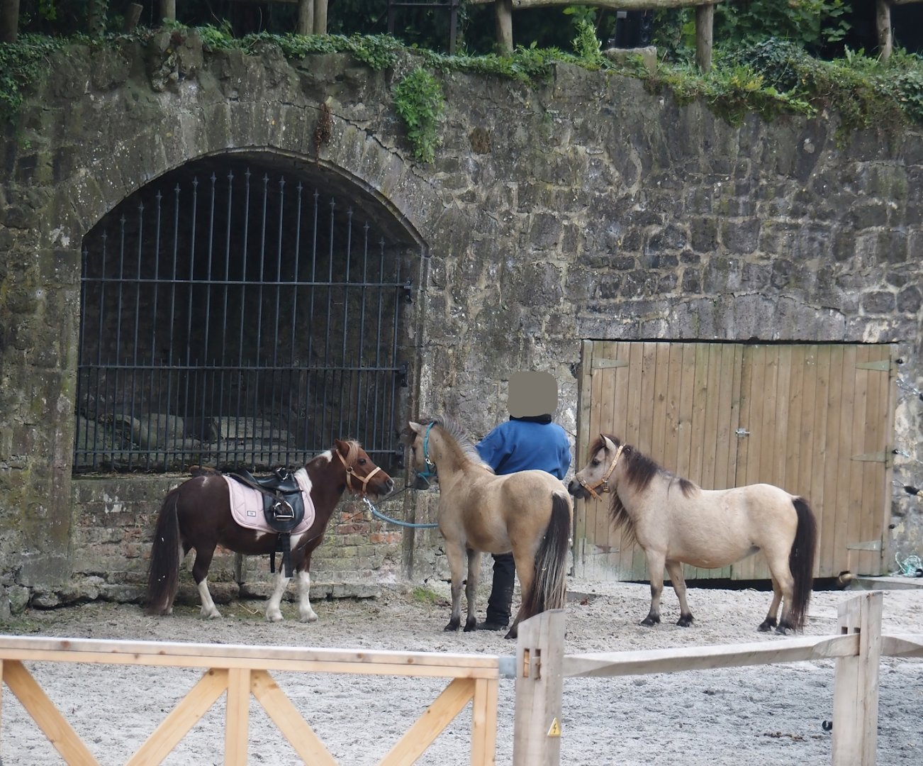 Miniature horse training, 2024-09-17