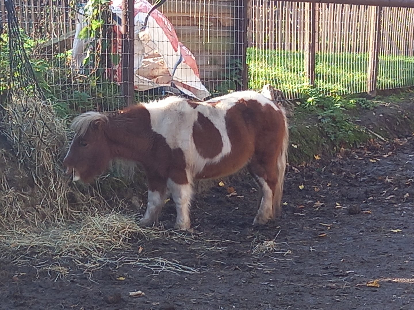 Miniature Horse