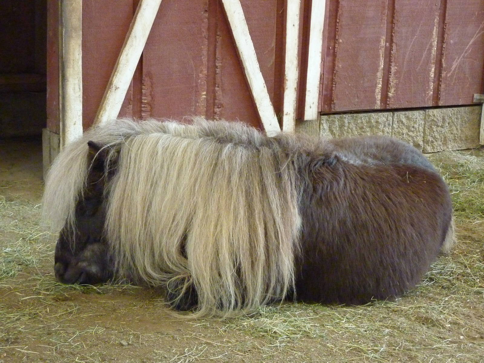 Miniature Horse
