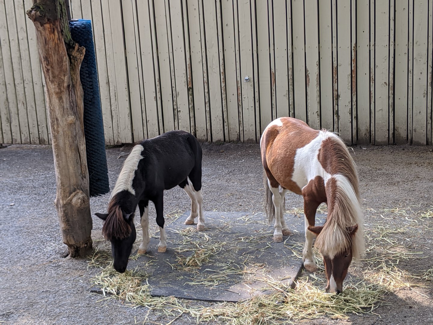 Miniature Horses - 24-08-2020
