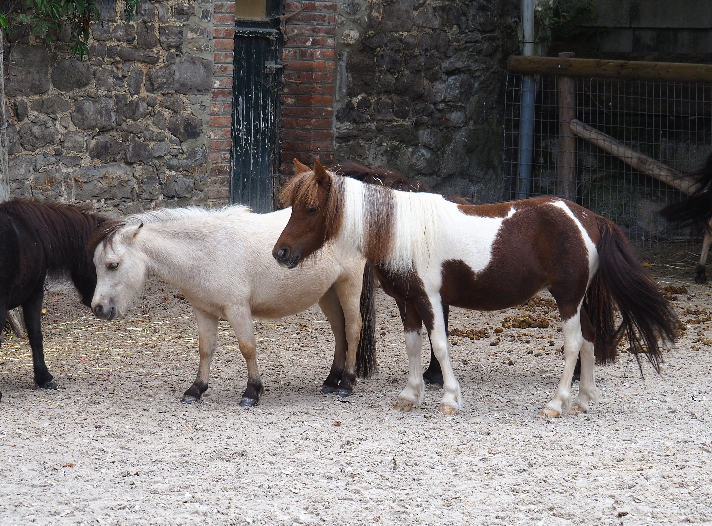 Miniature horses (Equus ferus caballus), 2022-09-15
