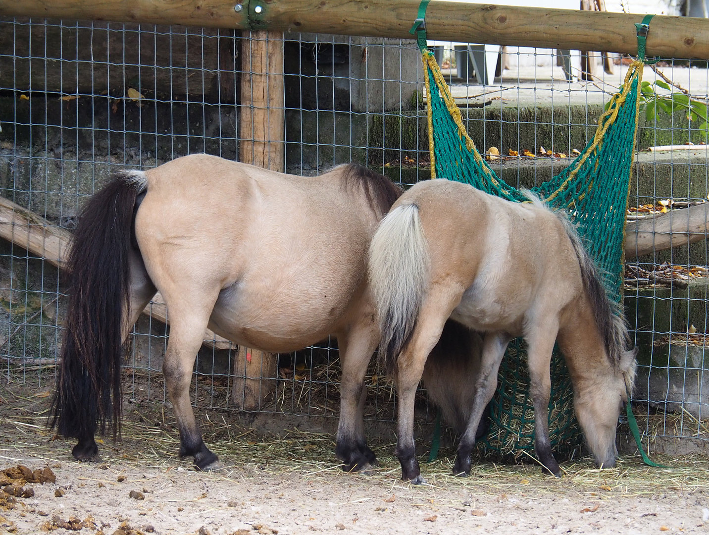 Miniature horses (Equus ferus caballus), 2022-09-15