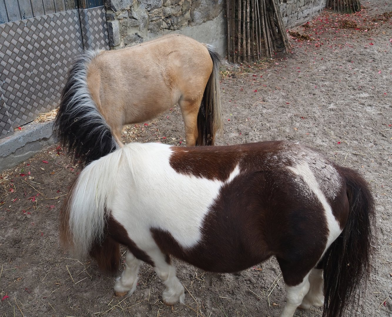 Miniature horses (Equus ferus caballus), 2023-10-13