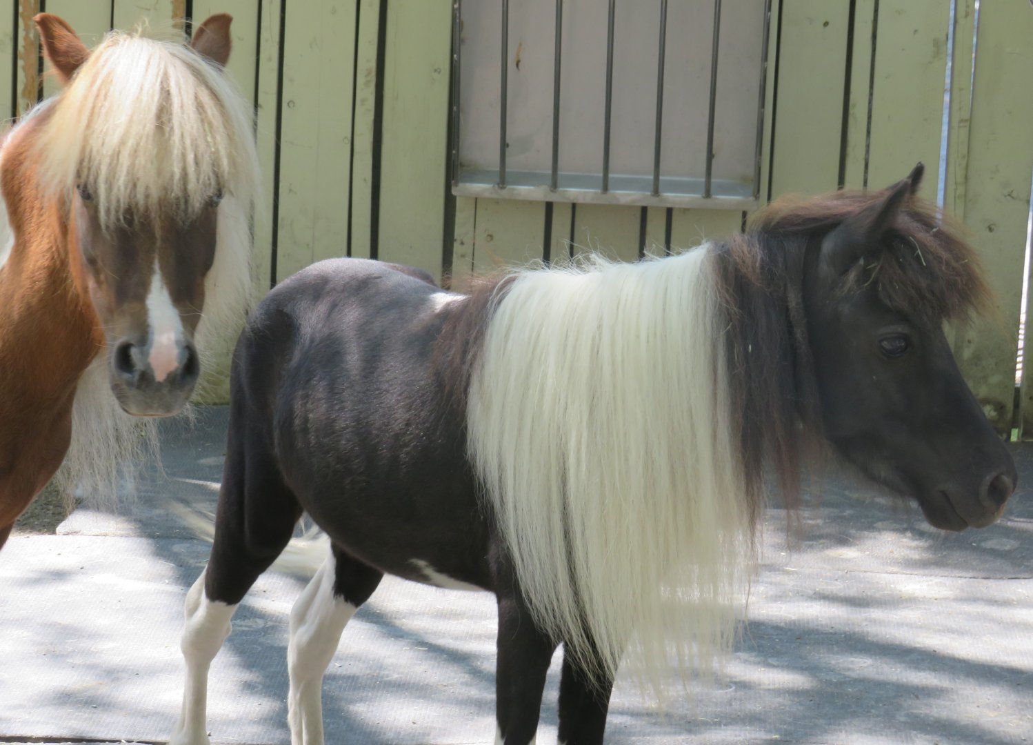 Miniature horses