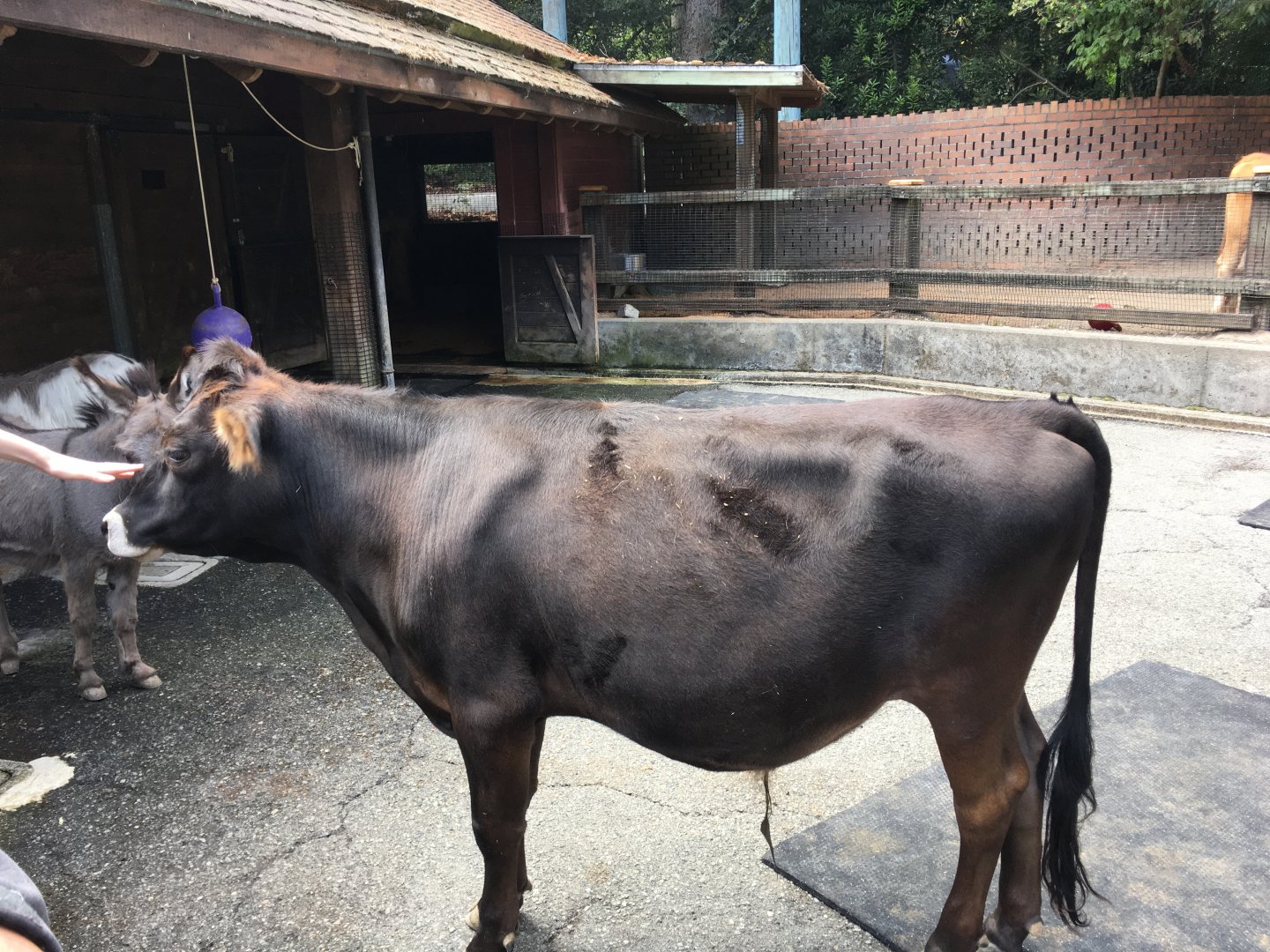 Miniature jersey cow