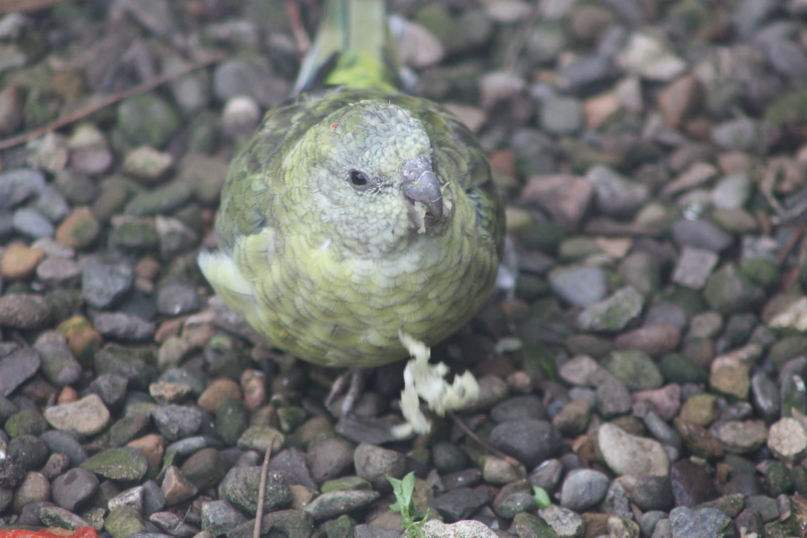 Miniature Kakapo, 21st August 2014