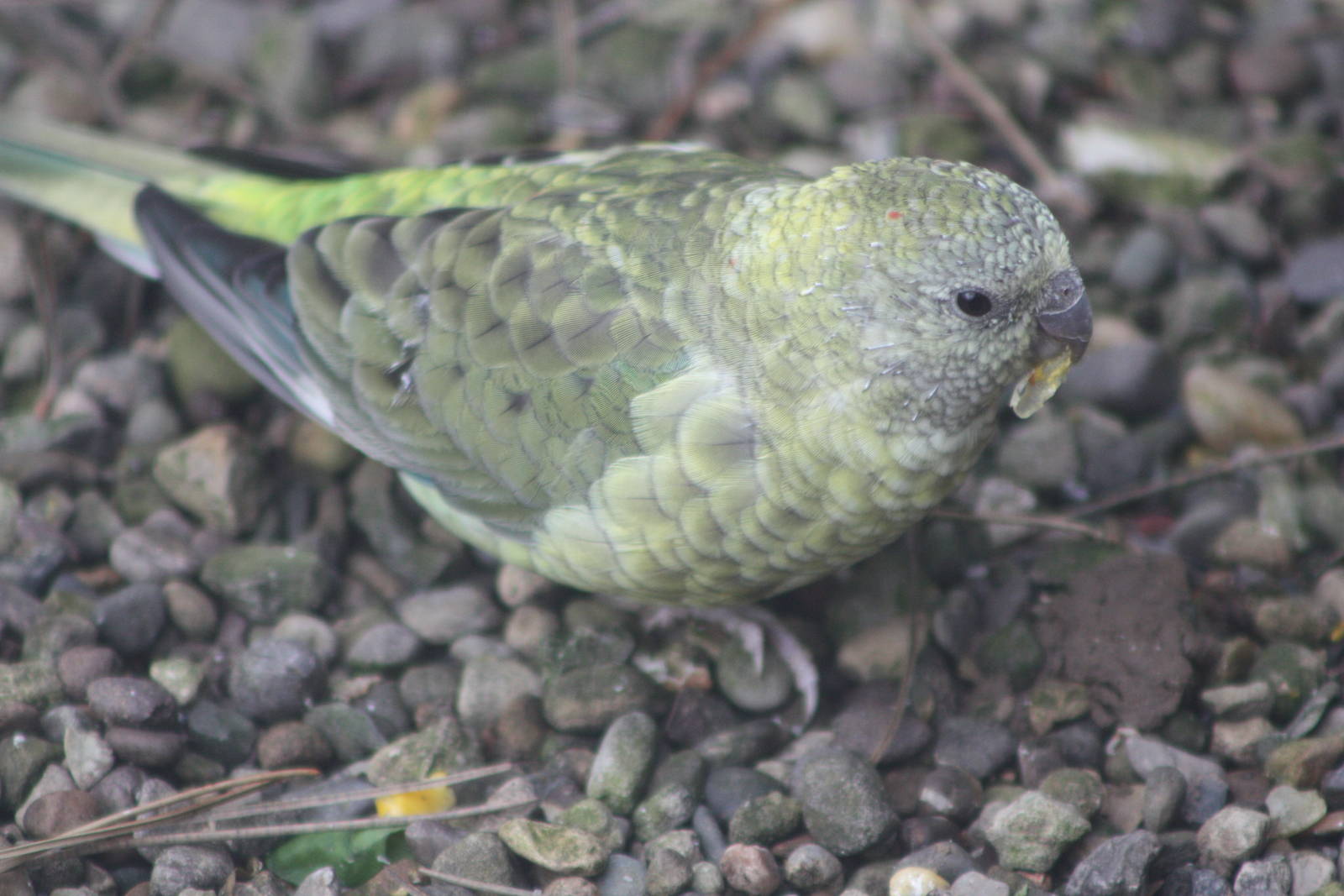 Miniature Kakapo once more, 23rd October 2014