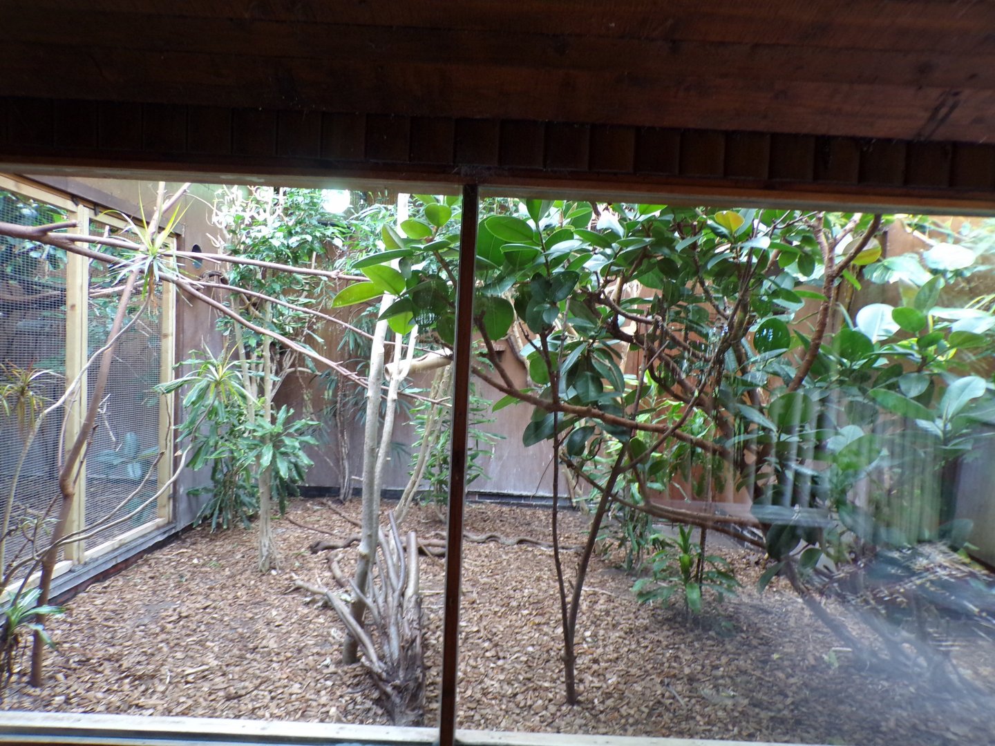 Miniature monkeys indoors 29.6.24