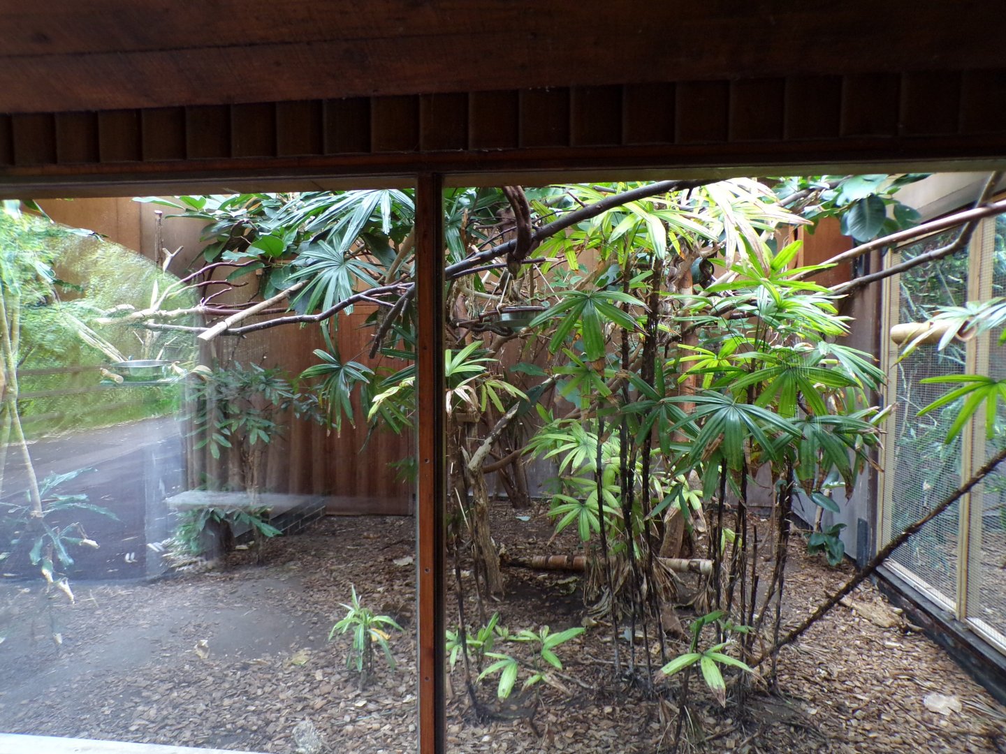 Miniature monkeys indoors 29.6.24