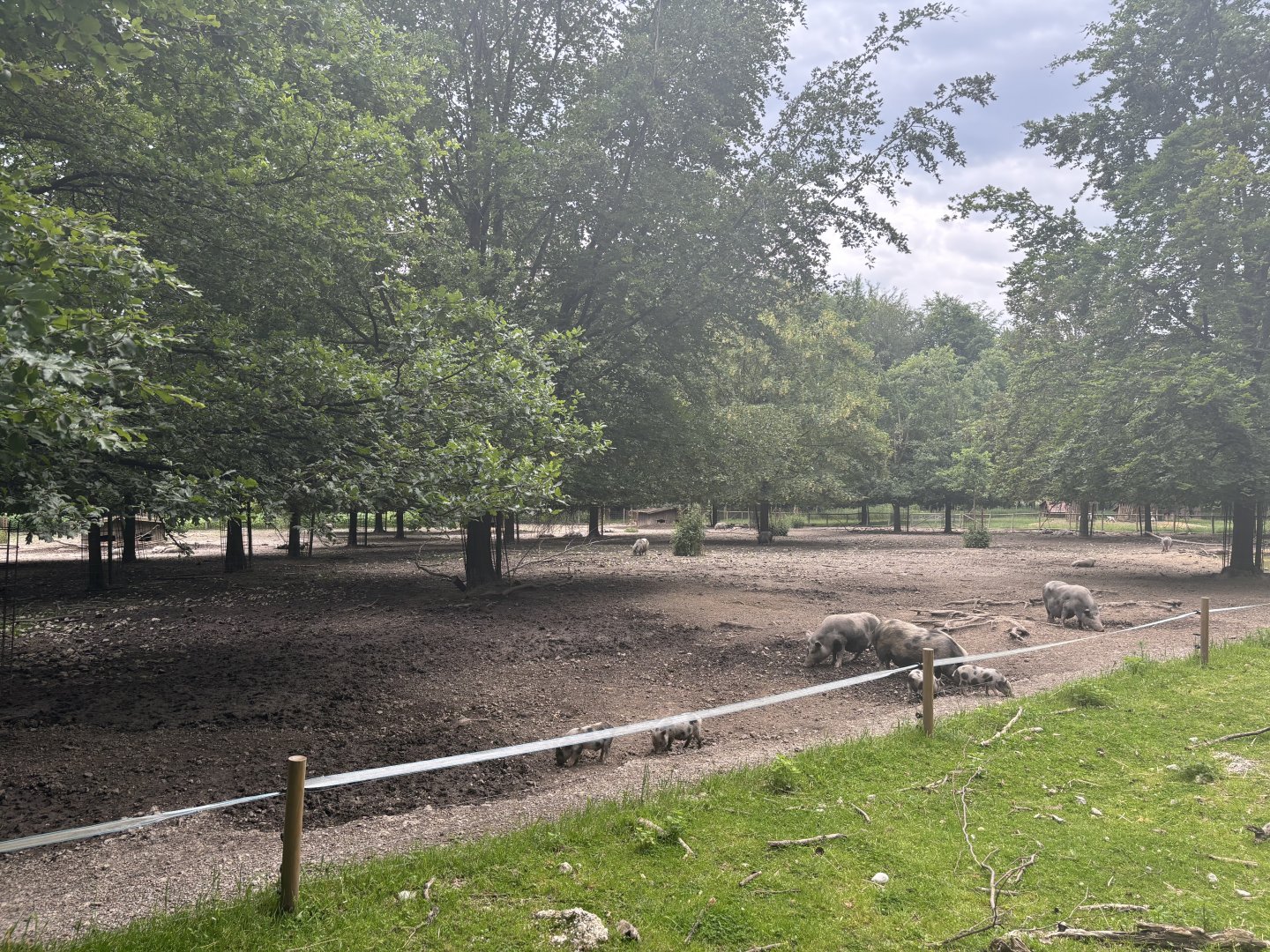 Miniature Pig Enclosure at Wildpark Poing