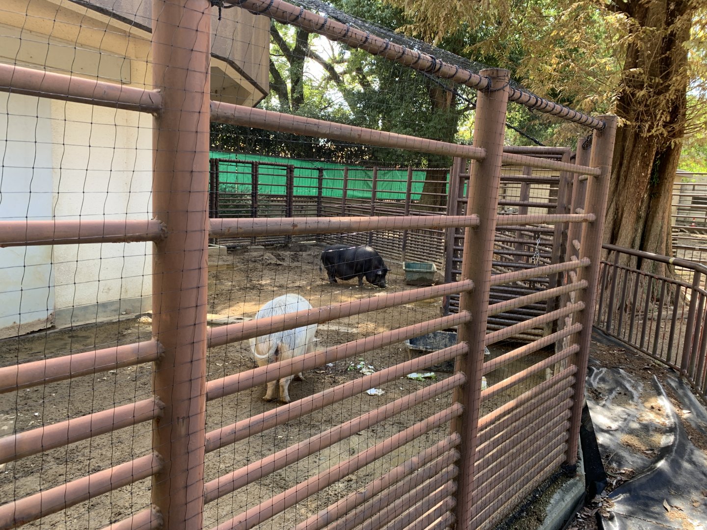 Miniature Pig (Himeji City Zoo)